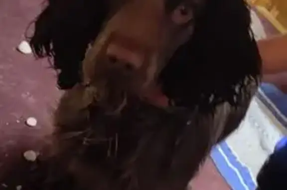 Найдена собака, Волоколамский район, фото: Собака найдена в МО, в ошейнике