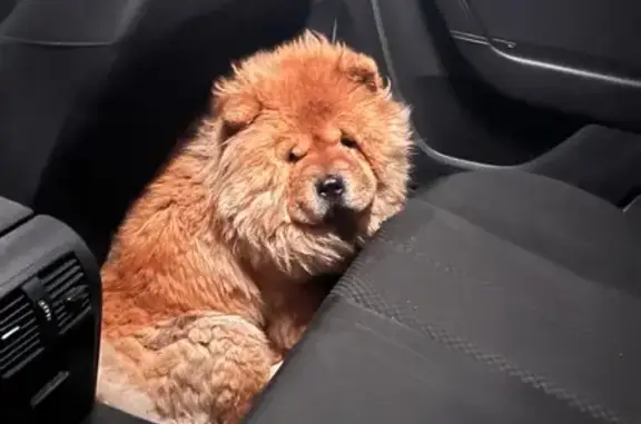 Найдена собака, Калининский, фото: Чау-чау найден на Сахаровском шоссе