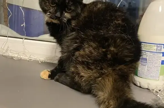 Объявления о пропавших и найденных животных, Нефтеюганск, фото: Кошка найдена в подъезде, Нефтеюганск