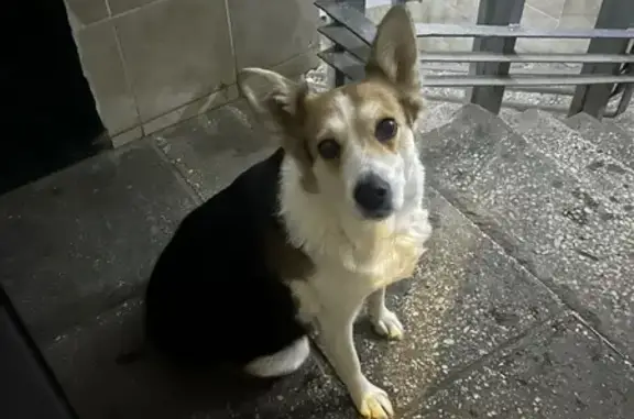 Найдена собака, Чебоксары, фото: Собака найдена: пр. Тракторостроителей, 83