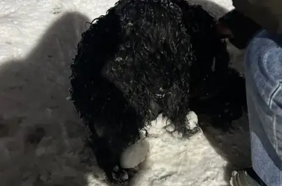 Найдена собака, Воронеж, фото: Найдена слепая собака, Острогожская ул.