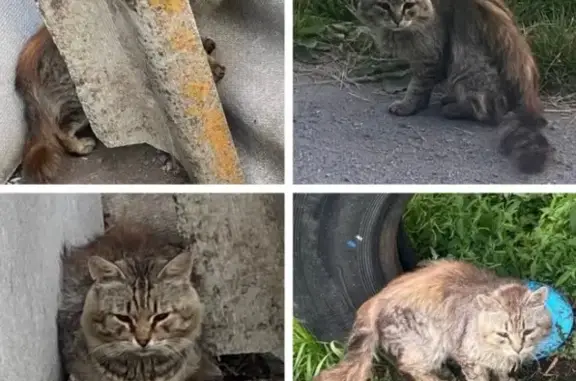 Пропала кошка, Воронеж, Березовское-2 - photo