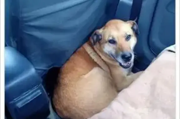 Пропала крупная собака, Тула, Тульская обл. - photo