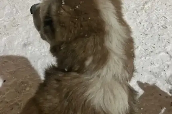 Найдена собака, Люберцы, фото: Алабай найден на Южной улице, Люберцы