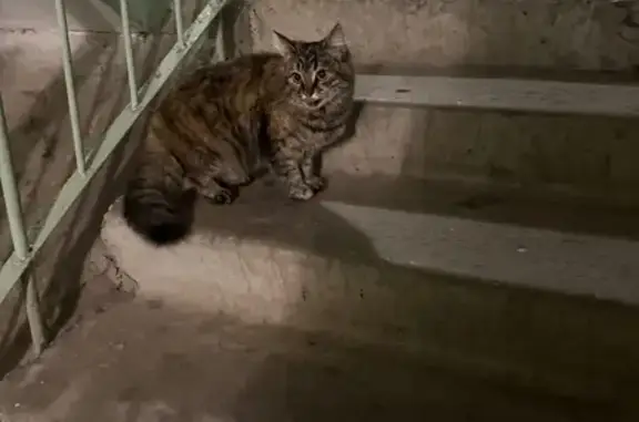 Найдена кошка, Ростов-на-Дону, фото: Кошка найдена: ул. Нансена, 119, Ростов-на-Дону