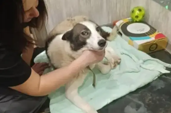 Найдена собака, Ивняки, фото: Найдена собака, Ивняки, Ярославская обл.