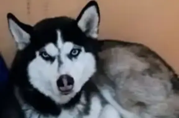 Найдена собака, Ставрополь, фото: Собака найдена: ул. 50 лет ВЛКСМ, 30