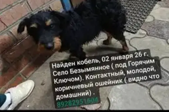 Найдена собака, Безымянное, фото: Ягдтерьер найден на Подгорной, 30, Безымянное