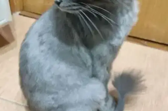 Пропала кошка, Уфа, Наб. реки Уфы, 63 - photo