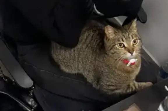 Пропала кошка, ул. Болгарстроя 5, Чебоксары - photo