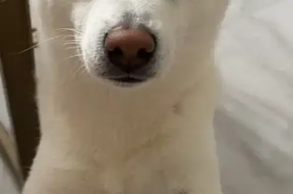 Пропала собака в Ермолино, Калужская обл. - photo