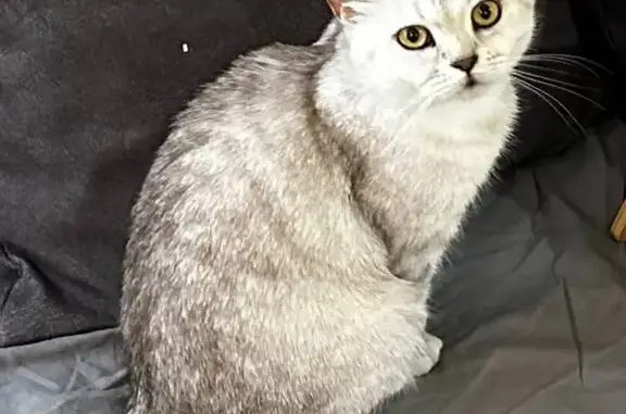 Пропала кошка, ул. Пчеловодов 9, Красная Поляна - photo