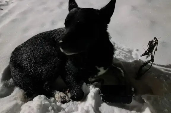 Найдена собака, Коммунар, фото: Найдена чёрная собака, Коммунар, Малый пер.