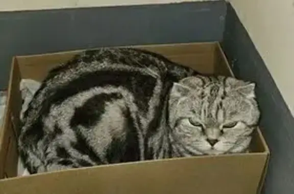 Найдена кошка, Волгоград, фото: Кошка найдена: Закавказская ул., 2А, Волгоград