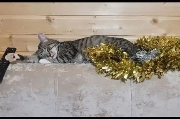 Пропал кот Кузя, ул. Комсомольская 187 - photo