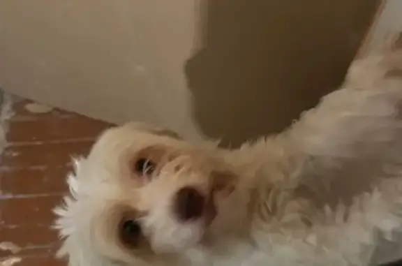 Найдена собака, Федино, фото: Собака найдена: Федино, МО