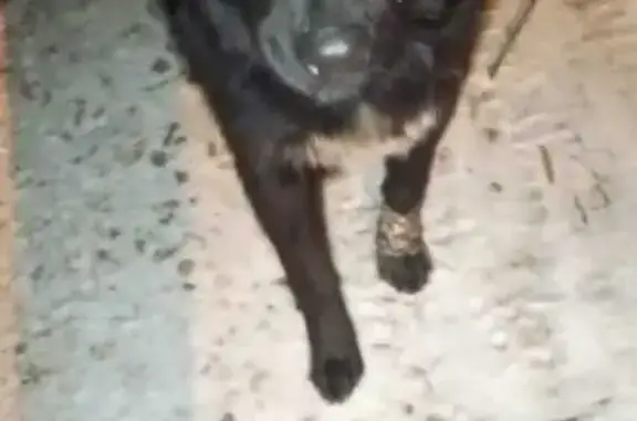 Найдена собака, ул. Куликова, Астрахань - photo