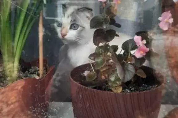 Пропала кошка, Воронежская область - photo