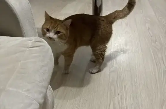 Найдена кошка, Москва, фото: Найдена рыжая кошка, Бирюлёвская 1к3