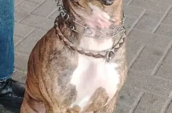 Пропала собака Айза, ул. Смирнова, 38 - photo