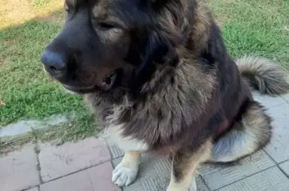 Пропала собака, Шоссейная ул, 25 - photo