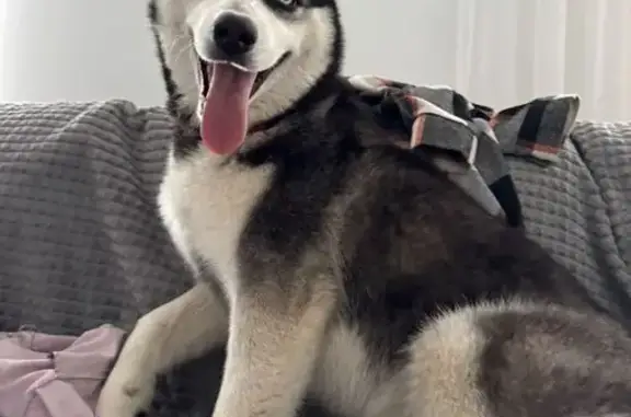 Пропала хаски, Зелёная ул., 26, Пласт - photo