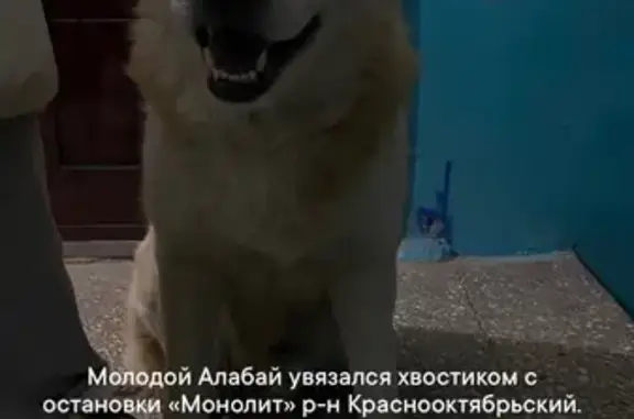 Найдена собака, пр. Ленина, Волгоград - photo