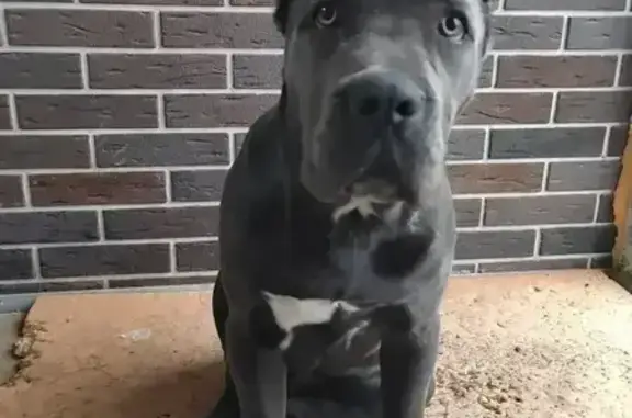 Пропала собака, ул. Есенина, 18, Светлогорское - photo