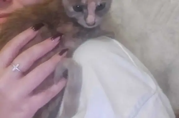 Кошки потеряшки, Краснодар, фото: Потеряшка кошка, ул. Мира, 76, Краснодар