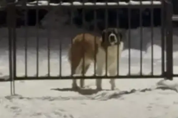 Найдена собака, Сонино, фото: Собака найдена в Сонино, МО