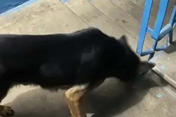 Найдена собака, Тула, фото: Собака найдена: пр-т Ленина, 143А, Тула