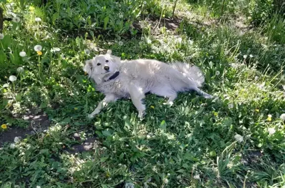Пропала собака на ул. Чернышевского, Мичуринск - photo
