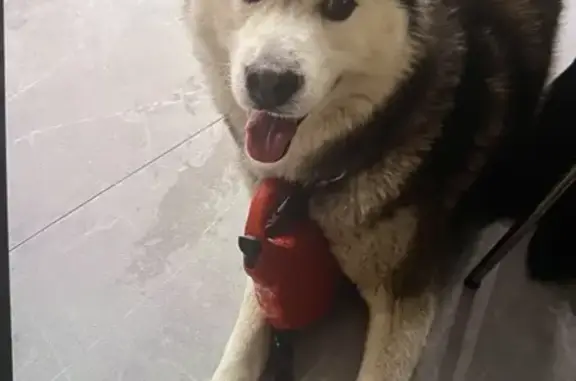 Найдена собака, Покровская, фото: Собака найдена: 41К-010, 142, Покровская