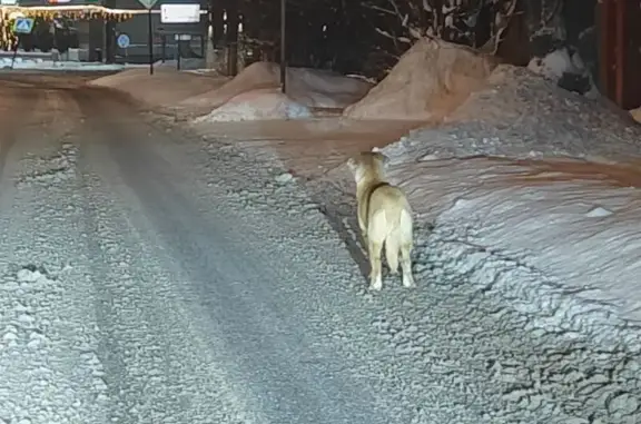 Найдена собака, Ногинск, фото: Найдена собака, Ногинск, Поселковая 25