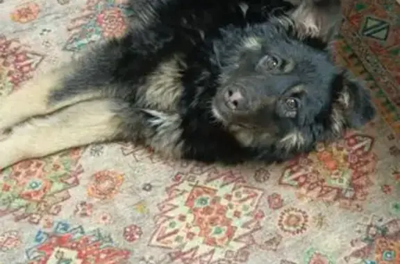 Найдена собака, Саратов, фото: Саратов: найдена собака на Чихарева