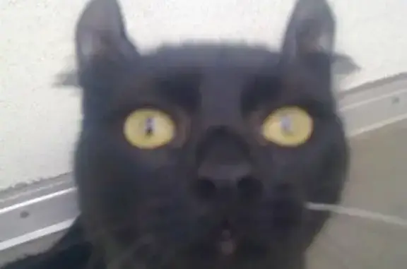 Пропала кошка, Курортный пр., 13, Зеленоградск - photo