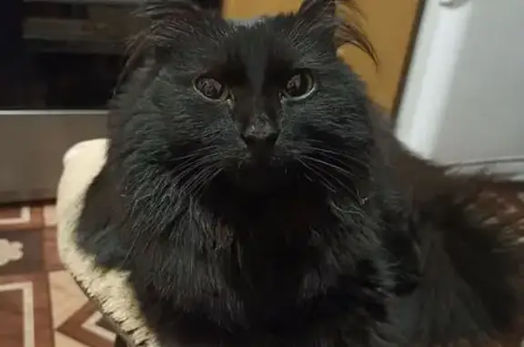 Найдена кошка, Томск, фото: Кошка найдена: ул. Кузнецова, 17, Томск