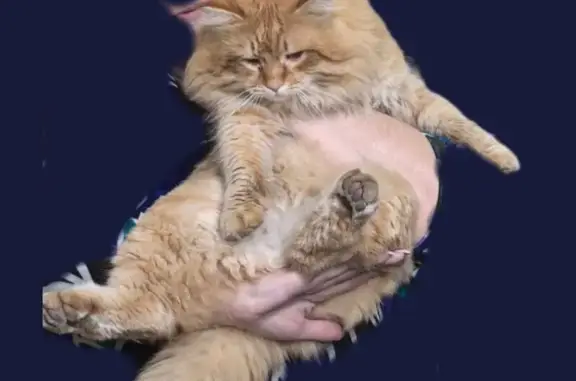 Пропала рыжая кошка, Новошахтинск - photo