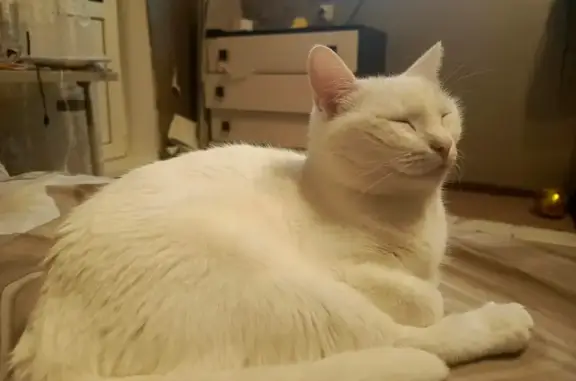 Пропала белая кошка, Техническая 47/61 - photo