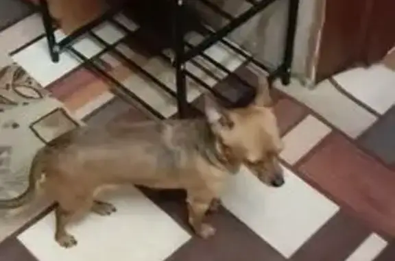 Найдена собака, Чита, фото: Собака найдена в Чите, Антипиха