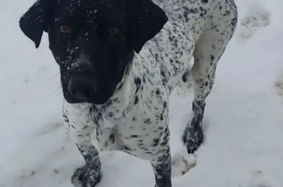 Найдена собака, Гатчина, фото: Пойнтер найден в Гатчине, Ленобласть