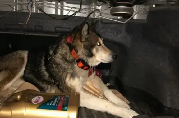 Найдена собака, Родники, фото: Собака найдена, Болотново, Иван. обл.