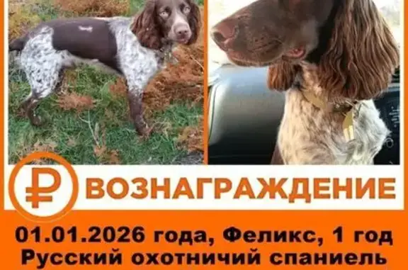 Пропала собака, Красный Волгарь 4, Астрахань - photo