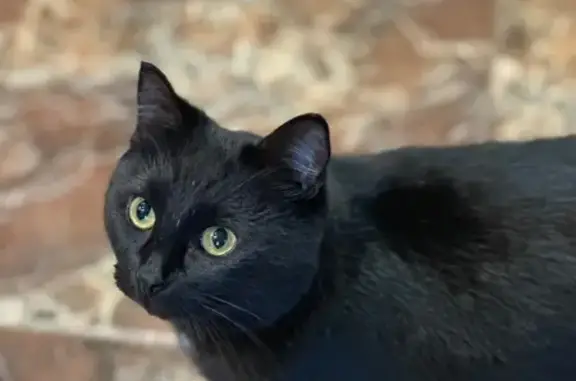 Пропала кошка, Нармонское, Татарстан - photo