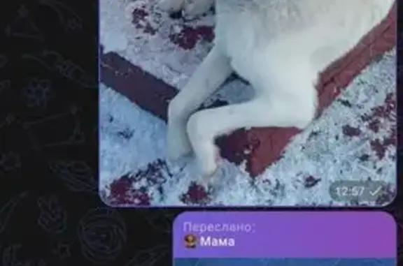 Пропала собака, Малая Локня, Курская обл. - photo