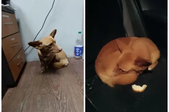 Найдена собака, Иркутск, фото: Собака найдена: Плишкинский тракт, Иркутск