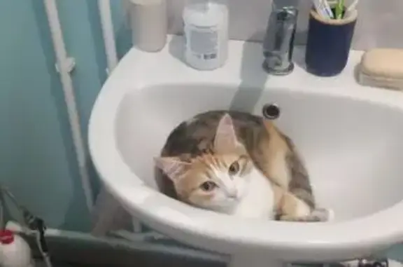 Пропала кошка, Октябрьский взвоз, Томск - photo