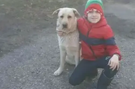 Пропала собака, Гурьевская ул. 11 - photo