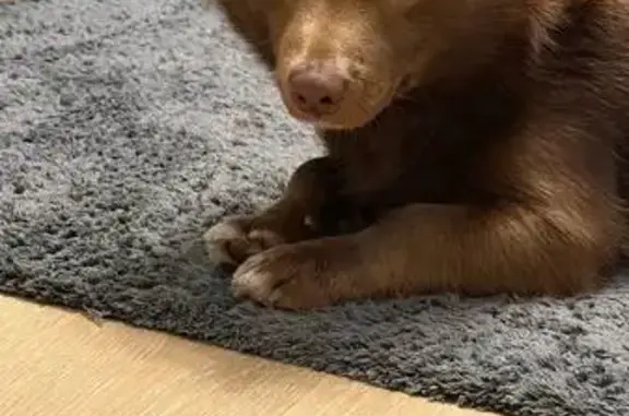 Найдена собака, Тюмень, фото: Собака найдена: Интернациональная ул., Тюмень