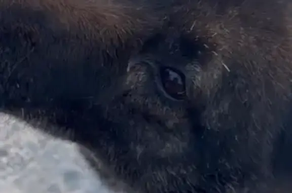 Собаки потеряшки, Кызыл, фото: Потеряшка собака, Аратская ул. 21А, Кызыл